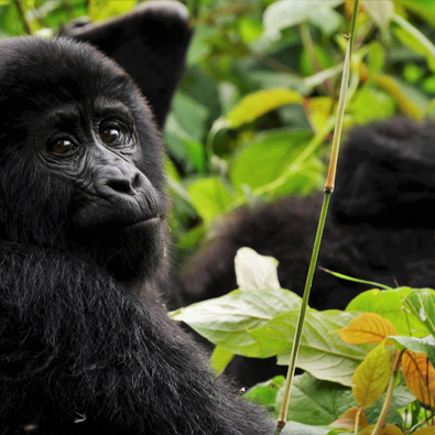 GORILLA TREKKING